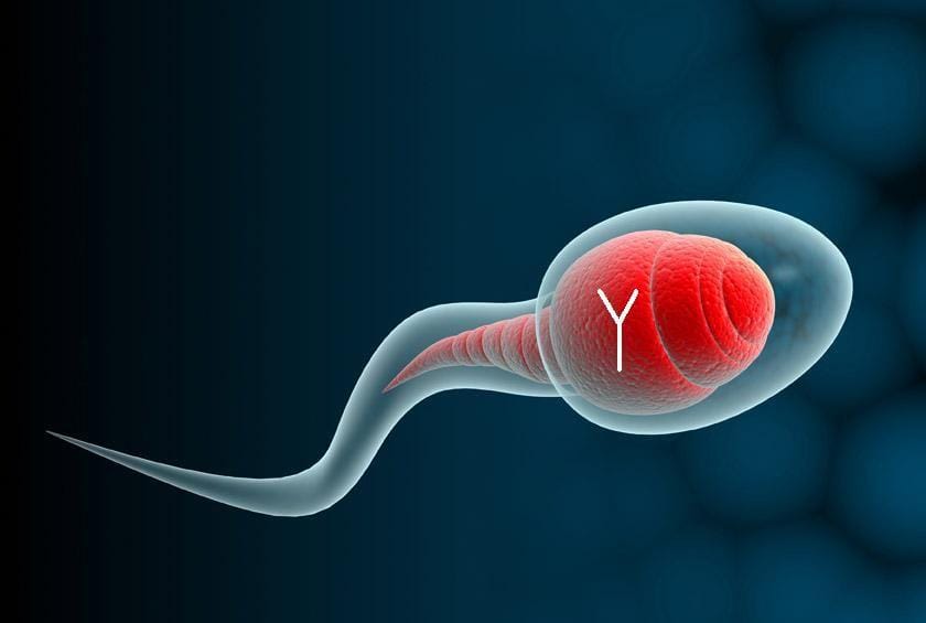 Kromosom Y penentu kehamilan bayi laki-laki