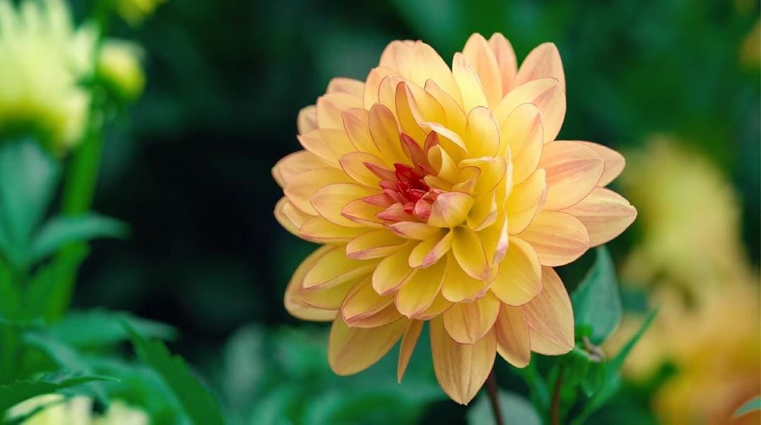 Taman bakal indah karena kehadiran bunga-bunga yang bermekaran.