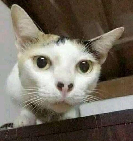 kucing hidung bolong