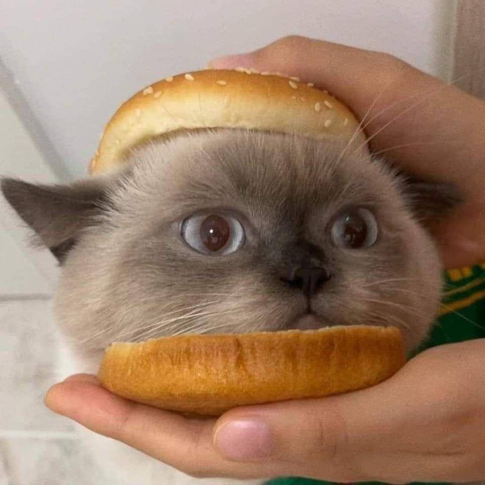 hamburger_kucing