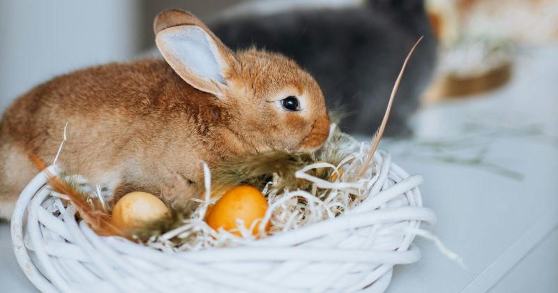 Kelinci Paskah.jpg