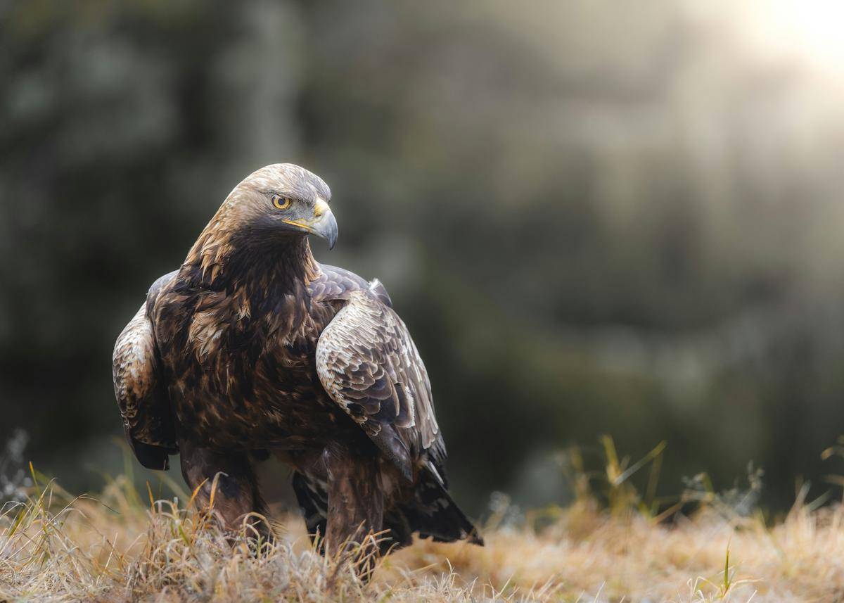 burung
